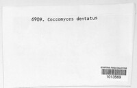 Coccomyces dentatus image